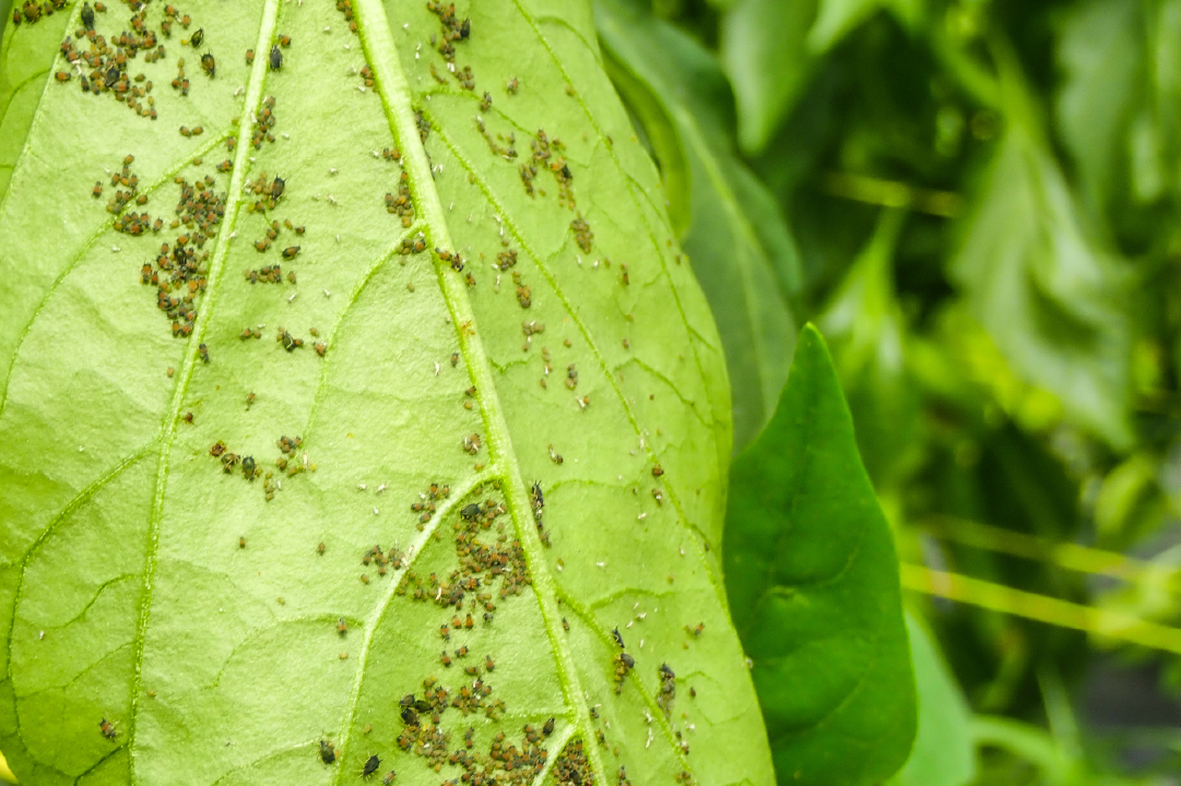 Aphids infesting the underside of a green leaf